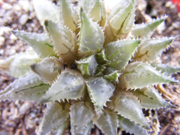 haworthia  florabunda