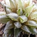 haworthia  florabunda.                                           