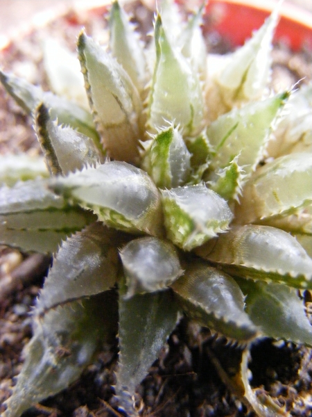 haworthia  florabunda.                                           