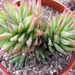 haworthia  glauca