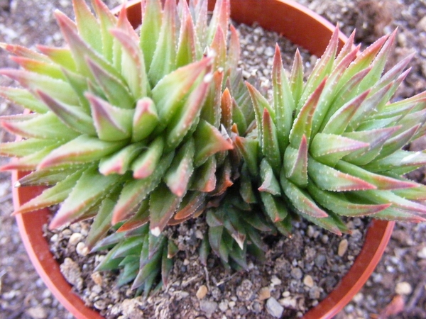 haworthia  glauca