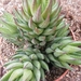 haworthia  glauca                                            3