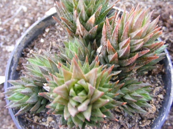 haworthia  glauca . v . herrei