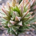 haworthia  glauca . v . herrei.                                  