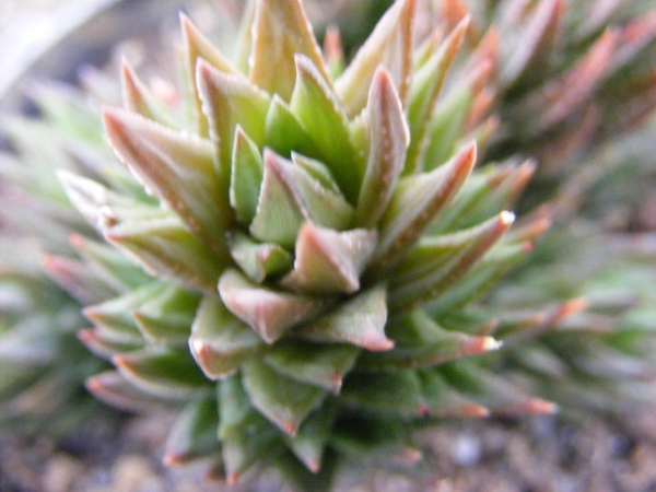 haworthia  glauca . v . herrei.                                  