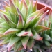 haworthia  glauca.                                               