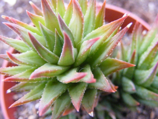 haworthia  glauca.                                               