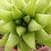 haworthia  gloracantha .                                     2