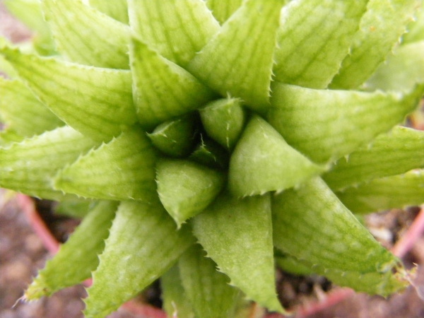 haworthia  gloracantha .                                     2