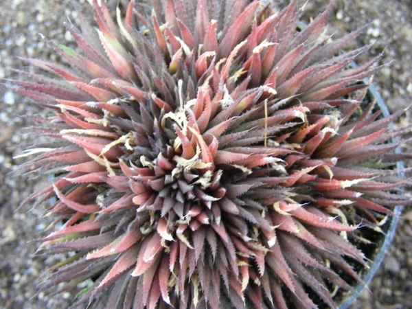 haworthia  gloracantha . v . denticulifera