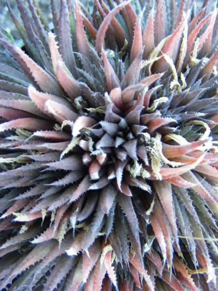 haworthia  gloracantha . v . denticulifera.                      