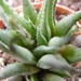 haworthia  gloracantha . v . subglaucus