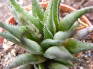haworthia  gloracantha . v . subglaucus