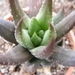 haworthia  greeni