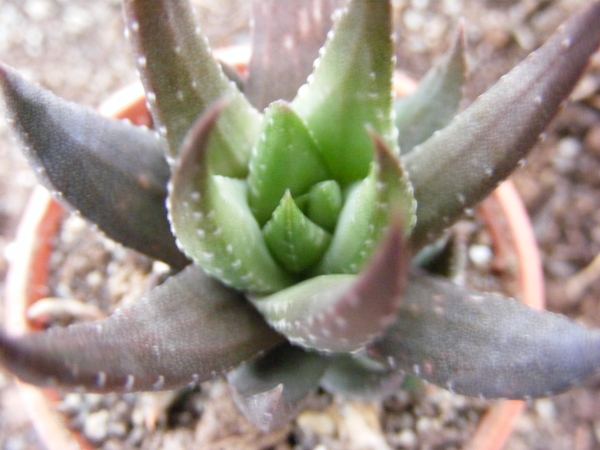 haworthia  greeni