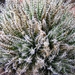 haworthia  haworthioides