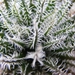 haworthia  haworthioides                                       2