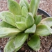 haworthia  heideri