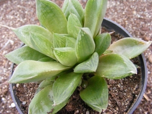 haworthia  heideri