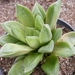 haworthia  heideri.                                            2