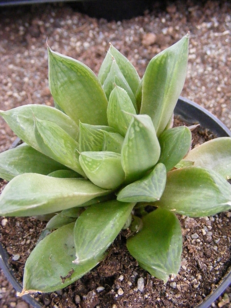 haworthia  heideri.                                            2