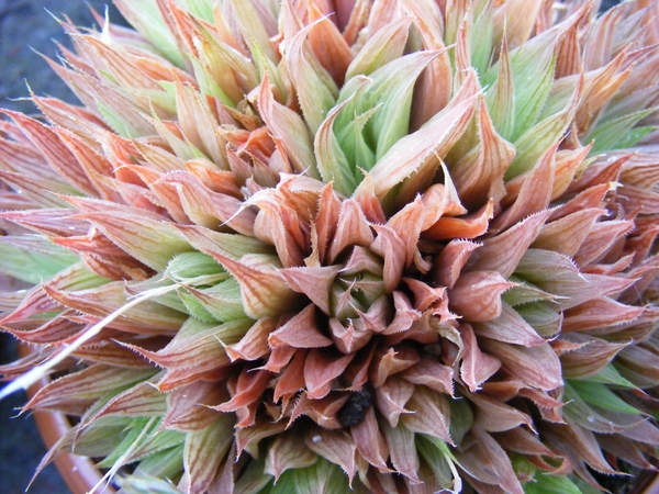 haworthia  intergra