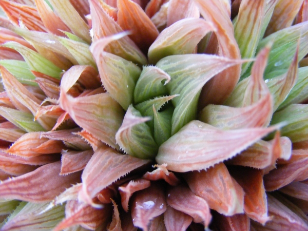 haworthia  intergra                                      2