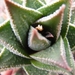 haworthia  limifolia