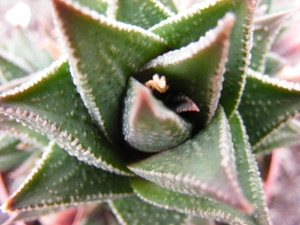 haworthia  limifolia