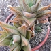 haworthia  limifolia                                         3