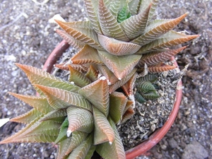 haworthia  limifolia                                         3