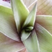 haworthia  limifolia . v . ubombensis