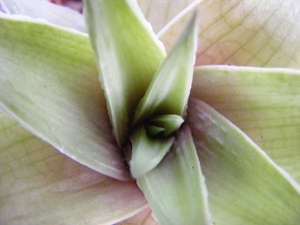 haworthia  limifolia . v . ubombensis