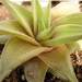 haworthia  limifolia . v . ubombensis.                           