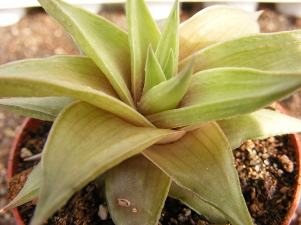 haworthia  limifolia . v . ubombensis.                           