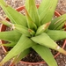 haworthia  longiana