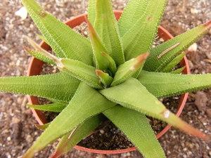 haworthia  longiana