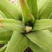 haworthia  longiana.                                             