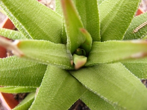 haworthia  longiana.                                             