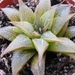 haworthia  maginfica . v . marassii