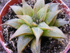 haworthia  maginfica . v . marassii