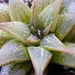 haworthia  maginfica . v . marassii.                             