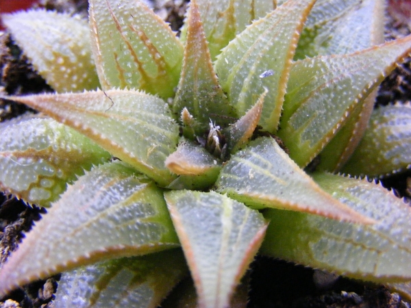 haworthia  maginfica . v . marassii.                             