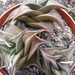 haworthia  magnifera . v . notabilis