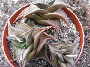 haworthia  magnifera . v . notabilis