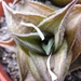 haworthia  magnifera . v . notabilis.                            