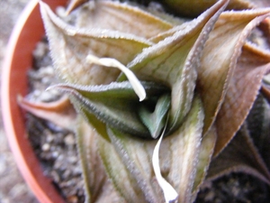 haworthia  magnifera . v . notabilis.                            