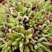 haworthia  maraisii