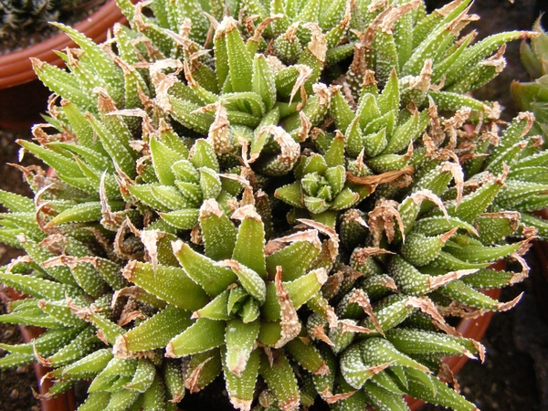 haworthia  maraisii