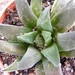 haworthia  maraisii . v . maraisii